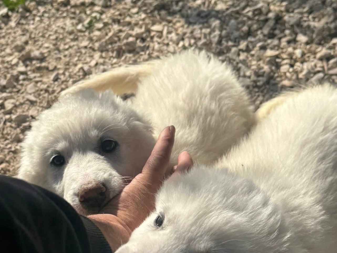 Adozione cane, femmina, Razza sconosciuta Razza sconosciuta, 5 mesi, taglia media, Matera