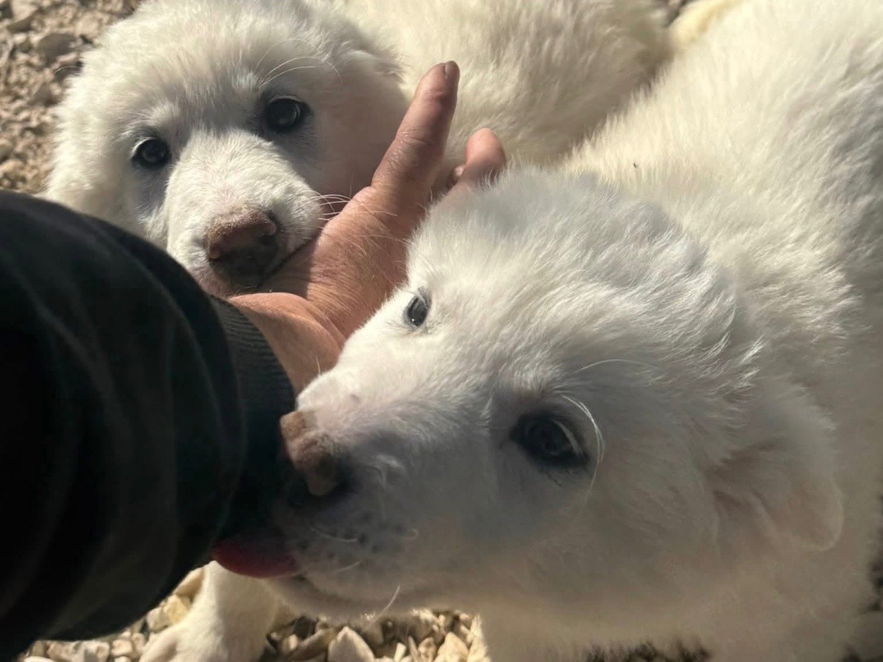 Adozione cane, femmina, Razza sconosciuta Razza sconosciuta, 5 mesi, taglia media, Matera