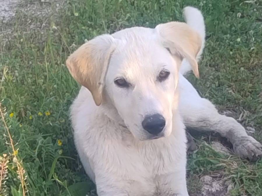 Adozione cane, maschio, Razza sconosciuta Razza sconosciuta, 5 mesi, taglia media contenuta, Crotone