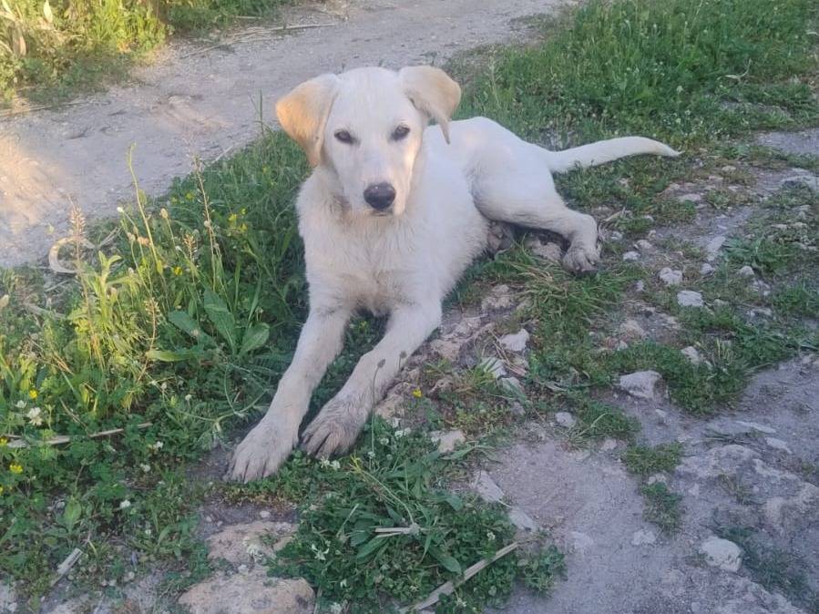 Adotta un cane, maschio, 5 mesi, Crotone