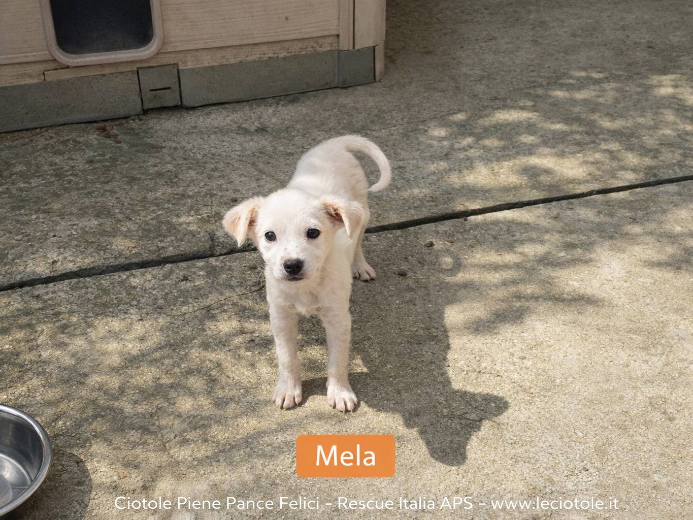 Adozione cane, femmina, Razza sconosciuta Razza sconosciuta, 3 mesi, taglia piccola, Avellino
