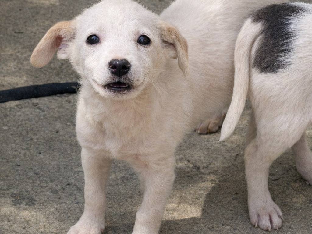Adotta un cane, femmina, 3 mesi, Avellino