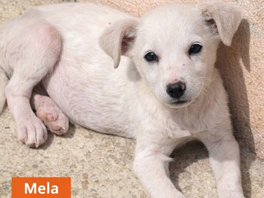 Adotta un cane, taglia piccola, femmina, Avellino