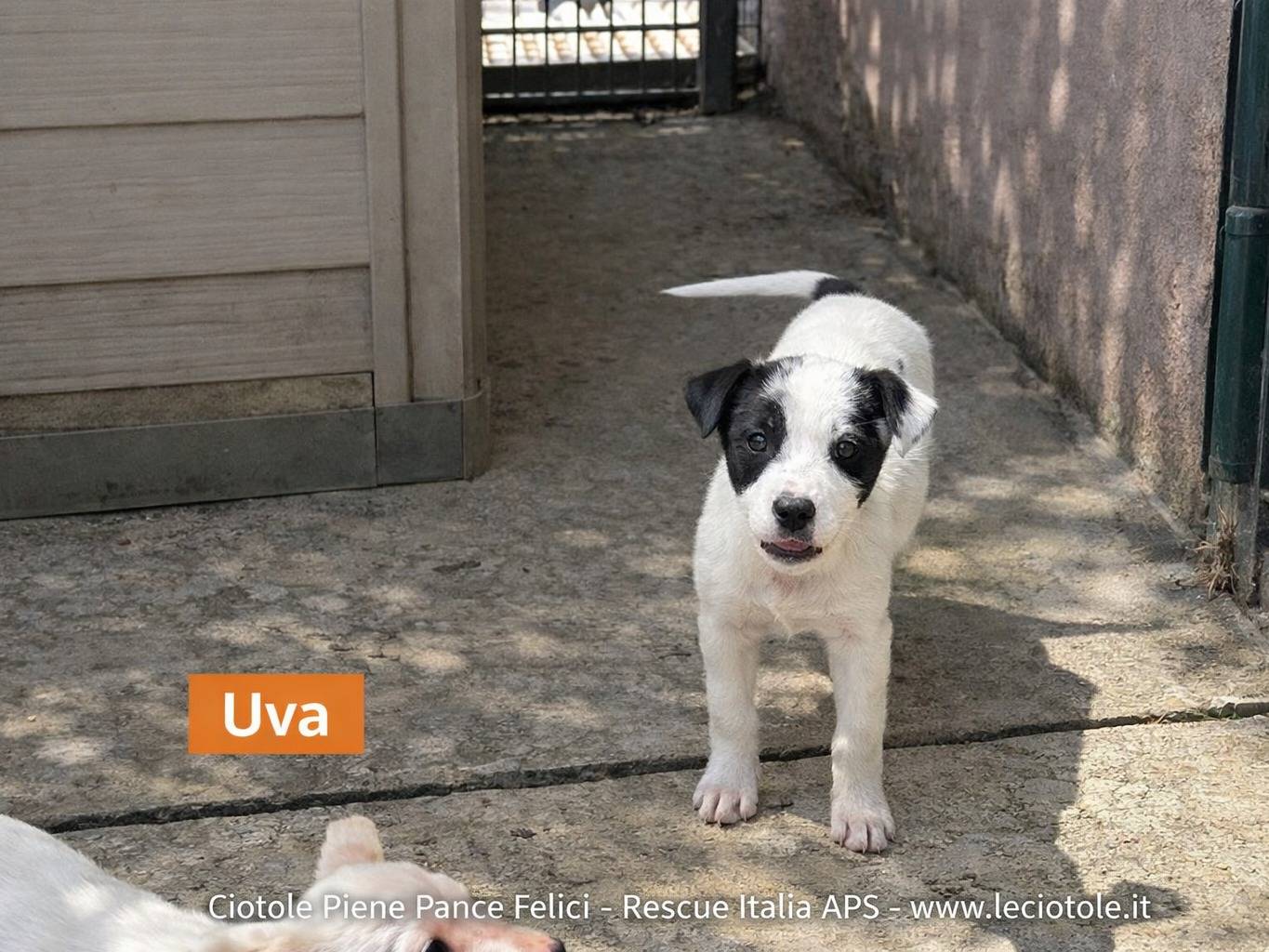 Adozione cane, femmina, Razza sconosciuta Razza sconosciuta, 3 mesi, taglia piccola, Avellino