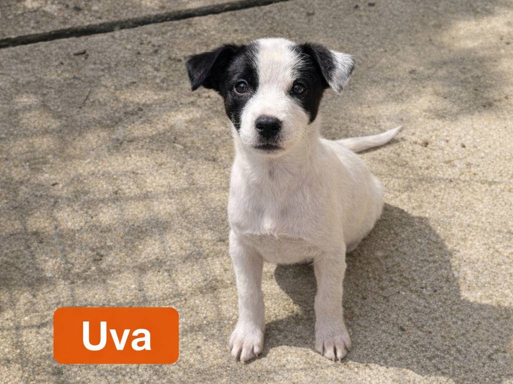 Adotta un cane, femmina, 3 mesi, Avellino