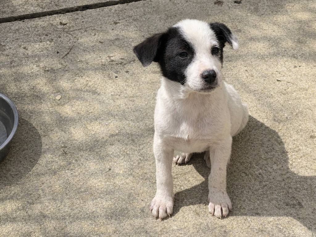 Adotta un cane, taglia piccola, femmina, Avellino