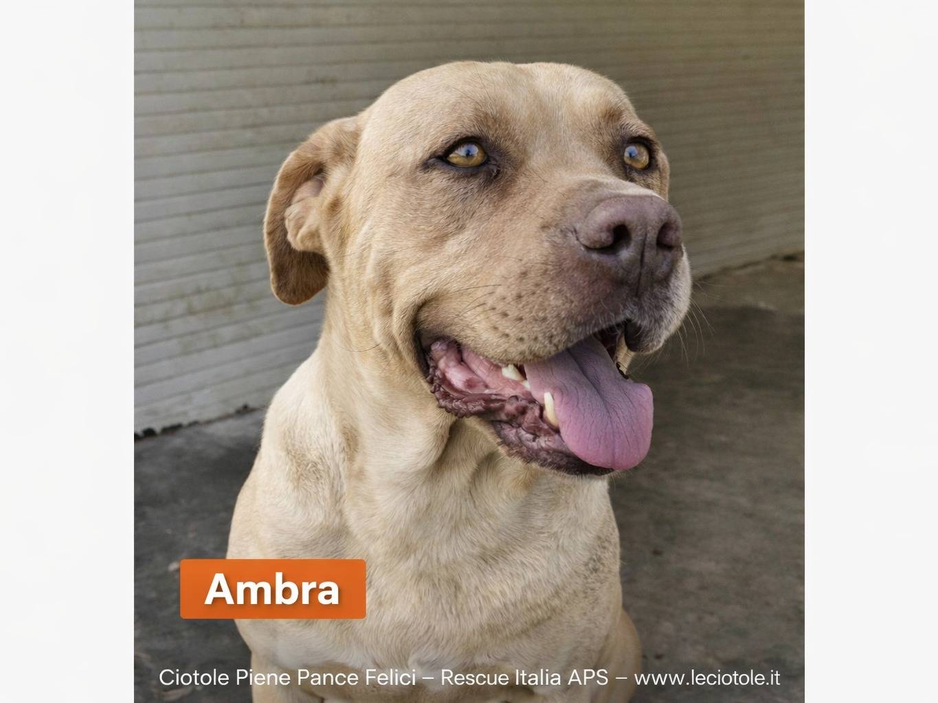 Adozione cane, femmina, Razza sconosciuta Razza sconosciuta, 4 anni, taglia grande, Enna