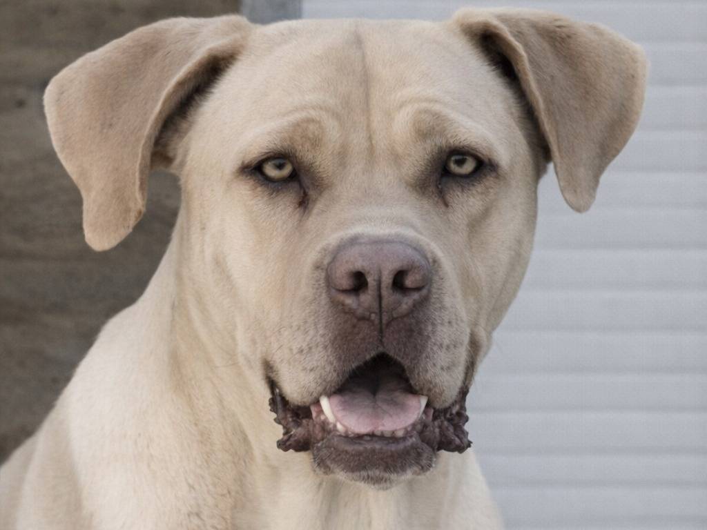 Adotta un cane, femmina, 4 anni, Enna