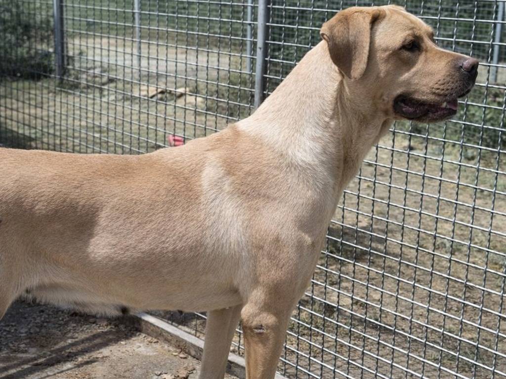 Adotta un cane, taglia grande, femmina, Enna