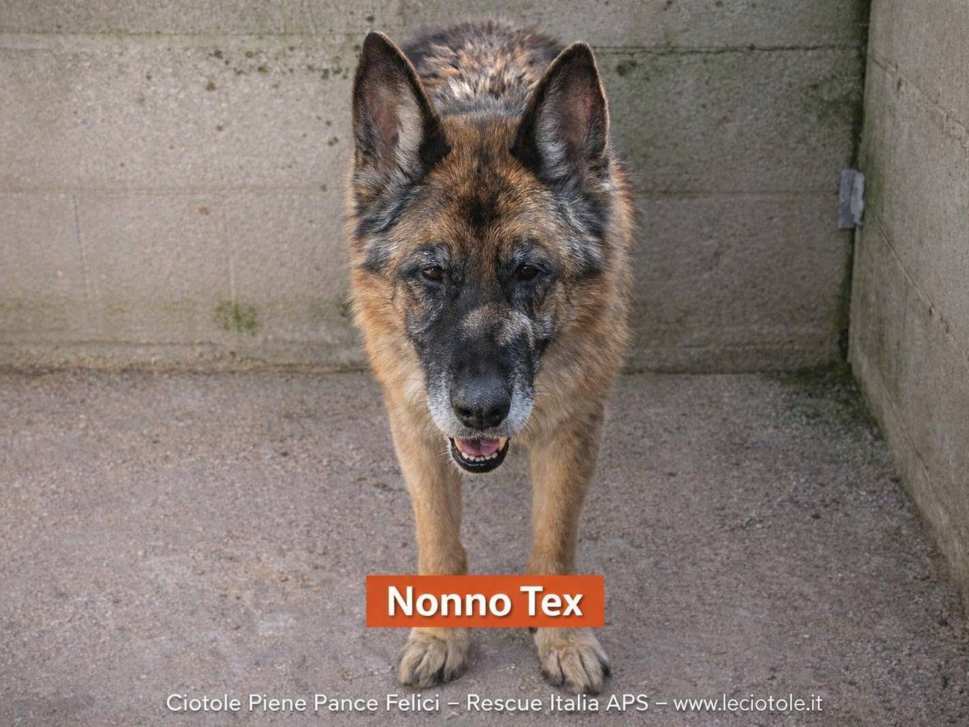 Adozione cane, maschio, Pastore tedesco Razza sconosciuta, 13 anni e 4 mesi, taglia grande, Avellino