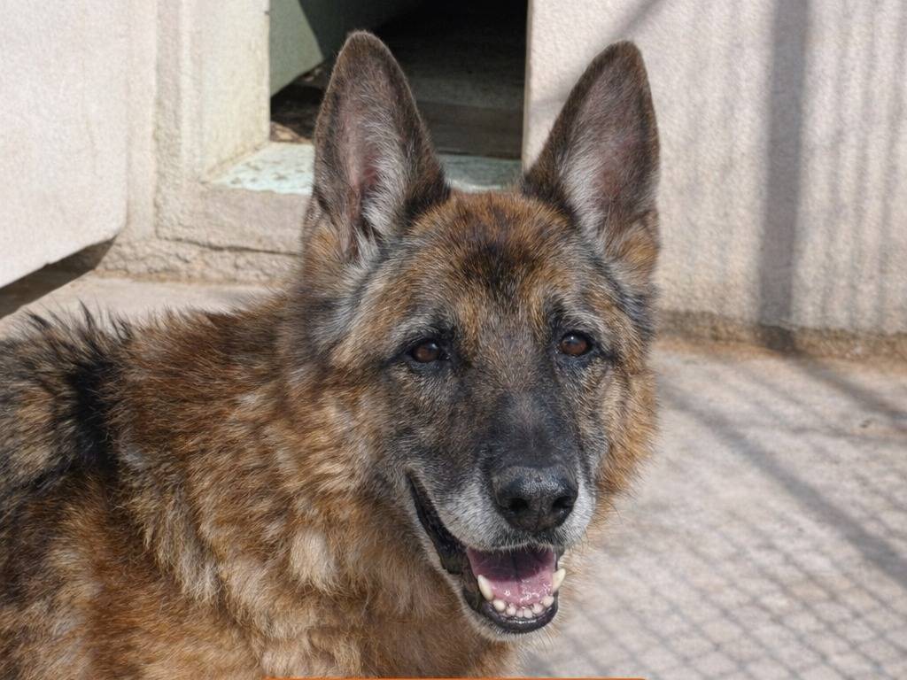 Adotta un cane, maschio, 13 anni e 4 mesi, Avellino