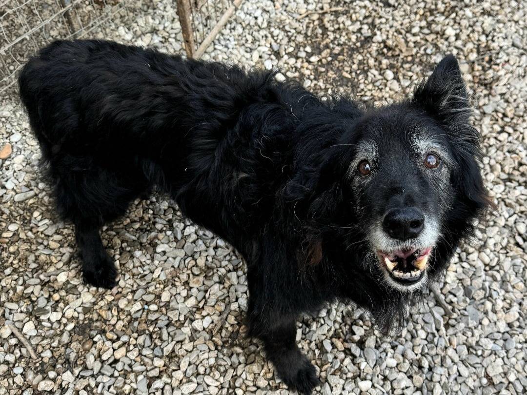 Adozione cane, maschio, Razza sconosciuta Razza sconosciuta, 15 anni e 1 mese, taglia media, Teramo