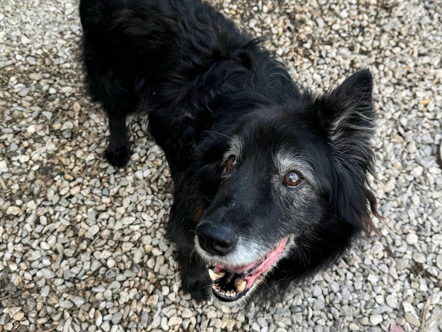 Adotta un cane, maschio, 15 anni e 1 mese, Teramo