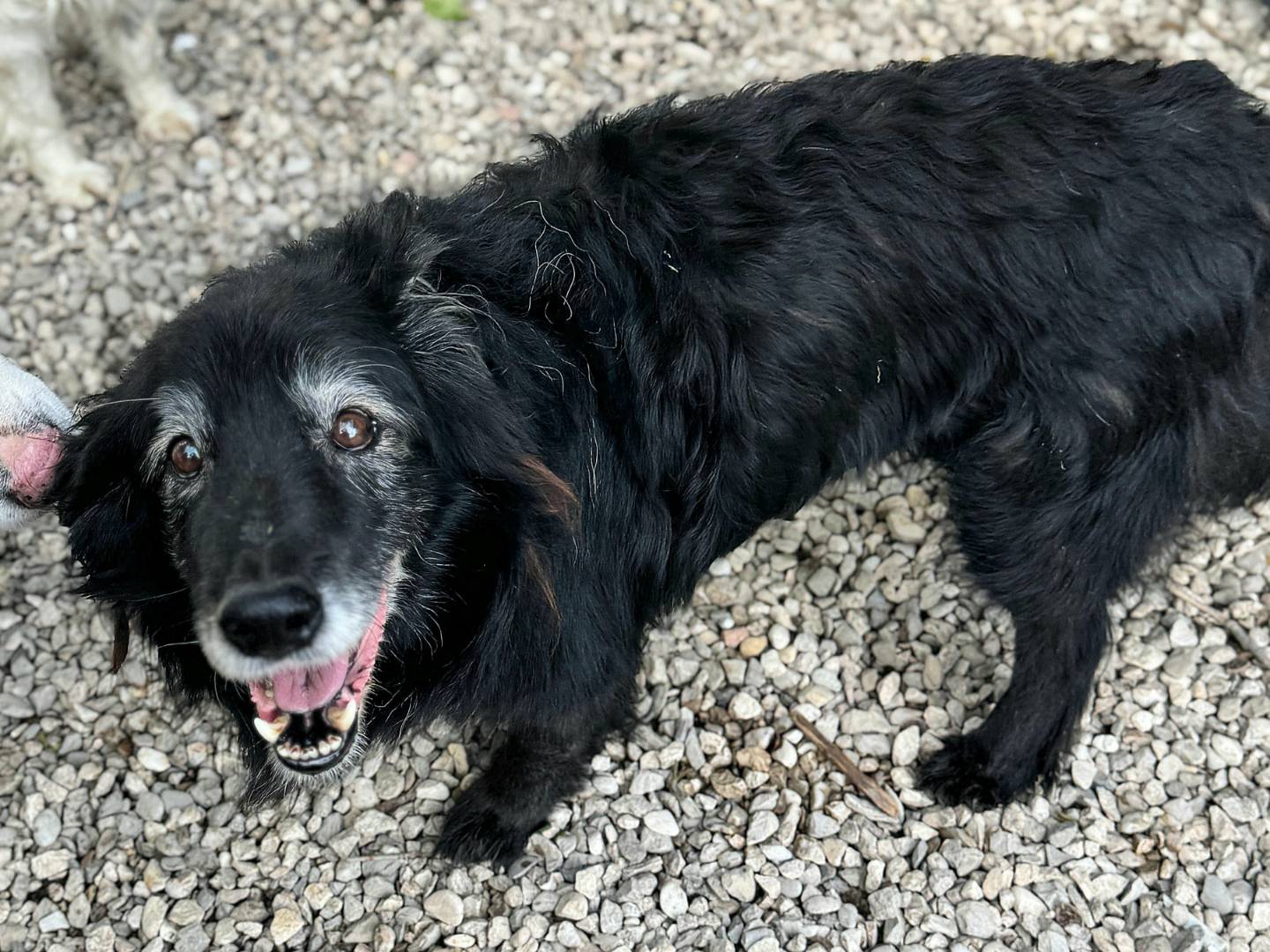 Adotta un cane, taglia media, maschio, Teramo