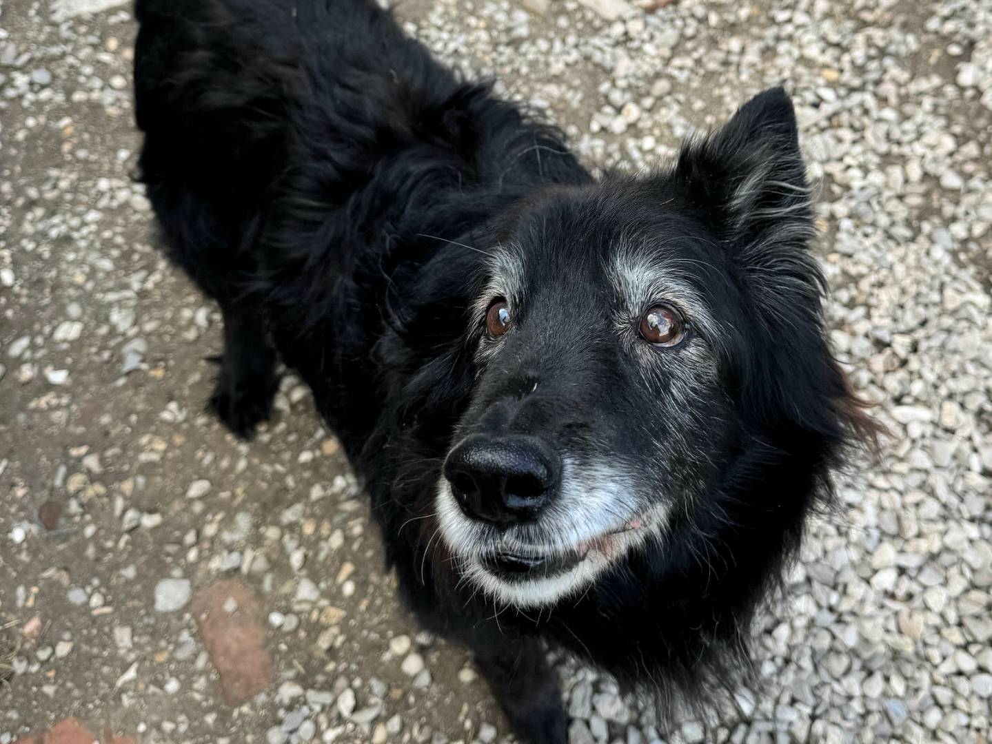 Vuoi adottare un cane a Teramo?