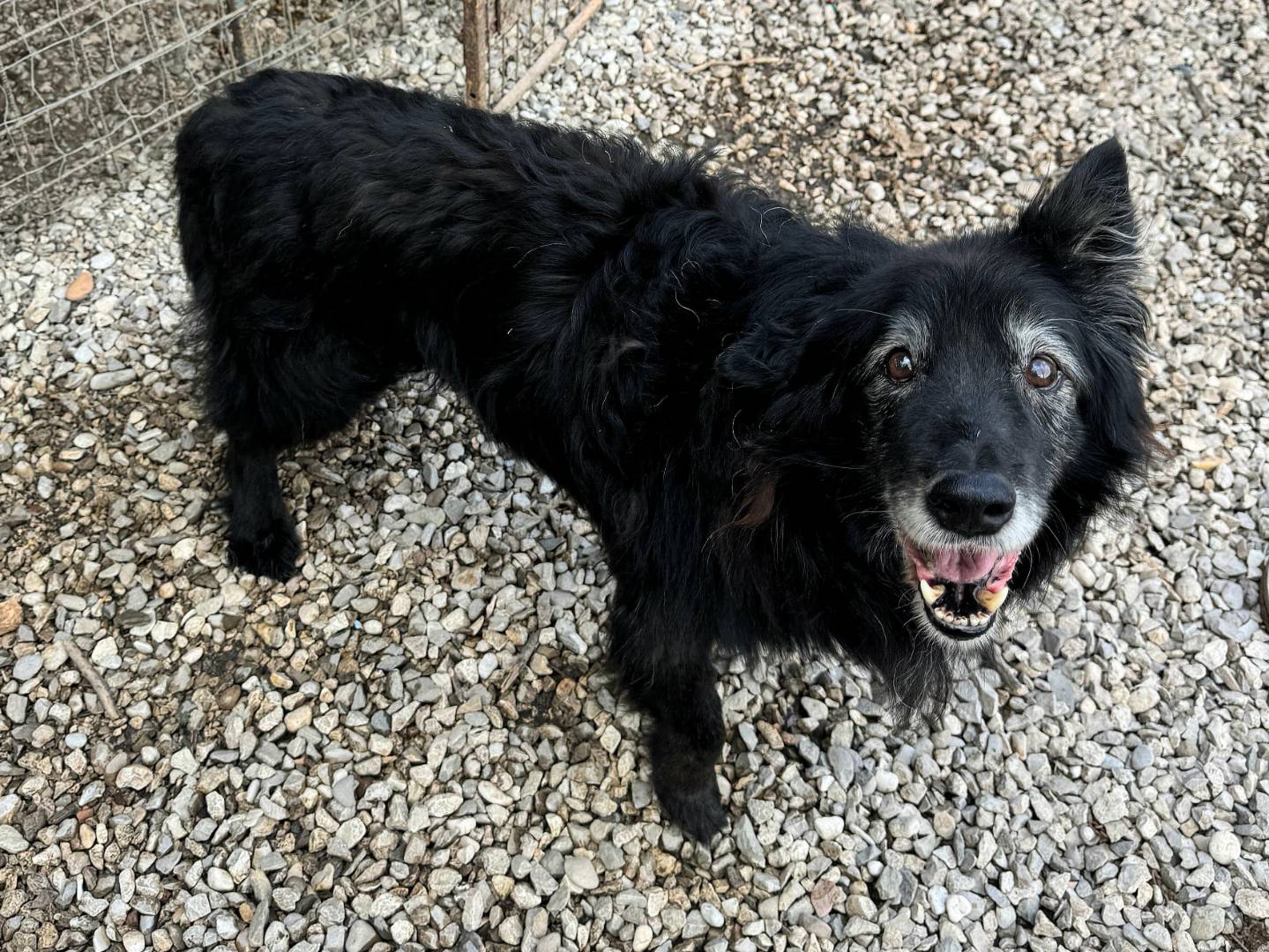 Adotta il cane Aron a Teramo
