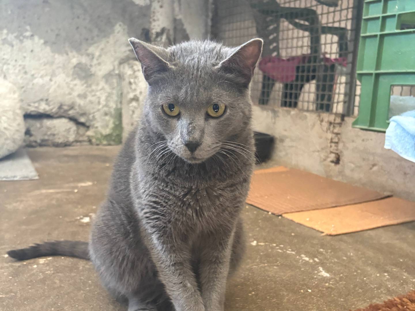 Adozione gatto, femmina, Razza sconosciuta Razza sconosciuta, 9 anni, taglia non valida, Roma