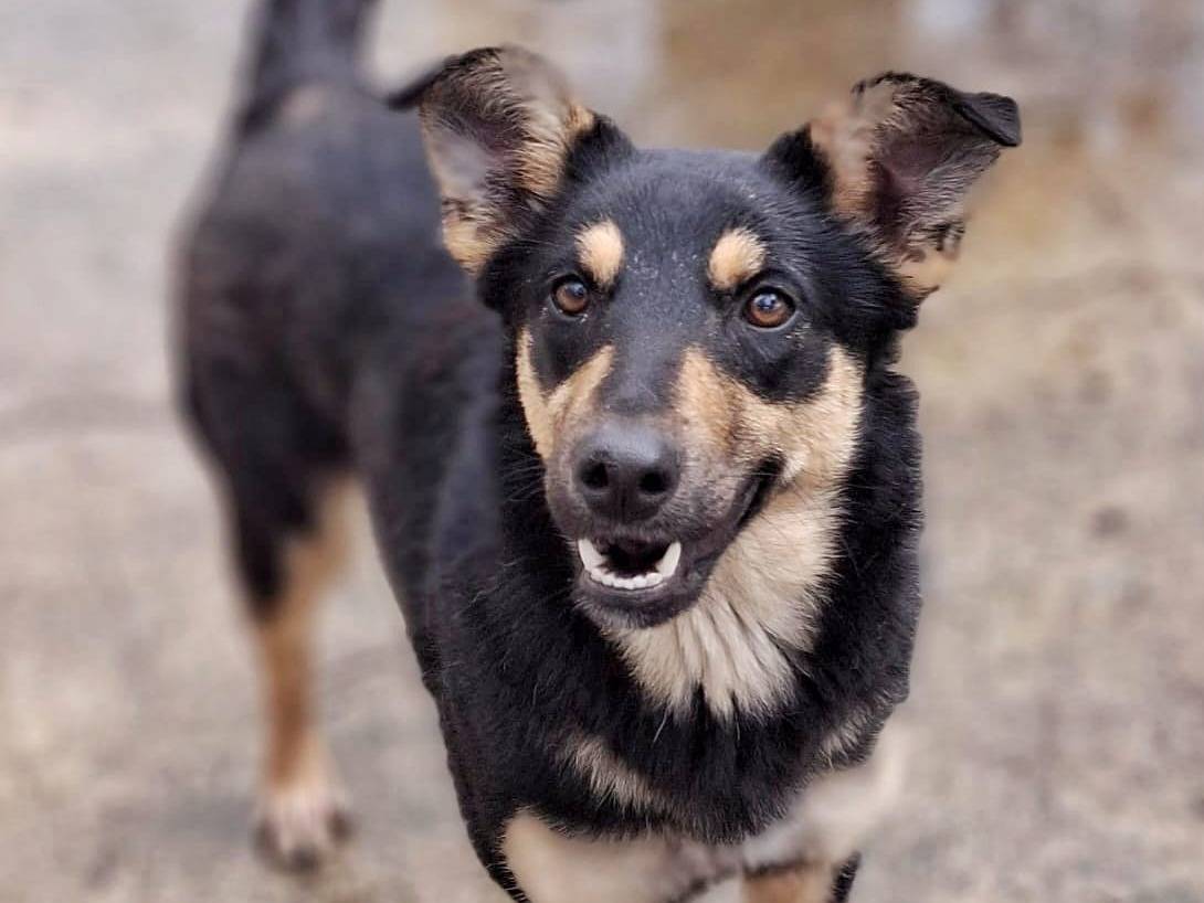 Adozione cane, femmina, Razza sconosciuta Razza sconosciuta, 1 anno e 1 mese, taglia media contenuta, Pavia