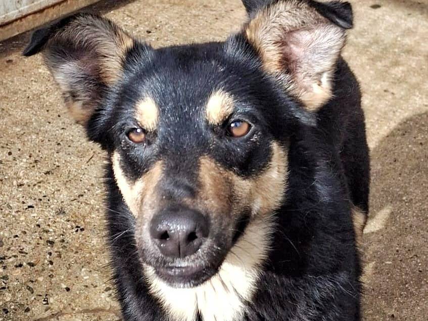 Adotta un cane, femmina, 1 anno e 1 mese, Pavia