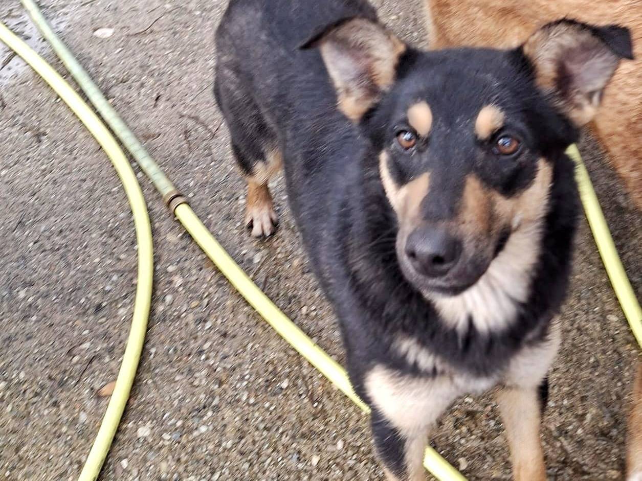 Adotta un cane, taglia media contenuta, femmina, Pavia