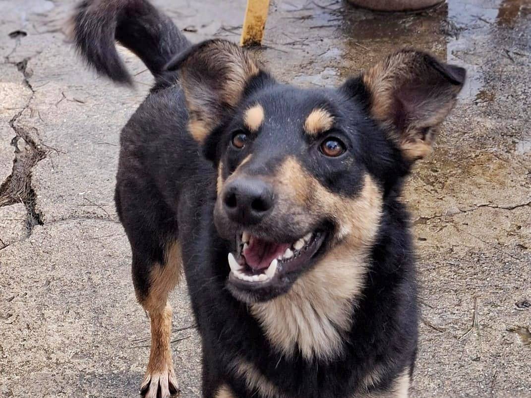 Vuoi adottare un cane a Pavia?