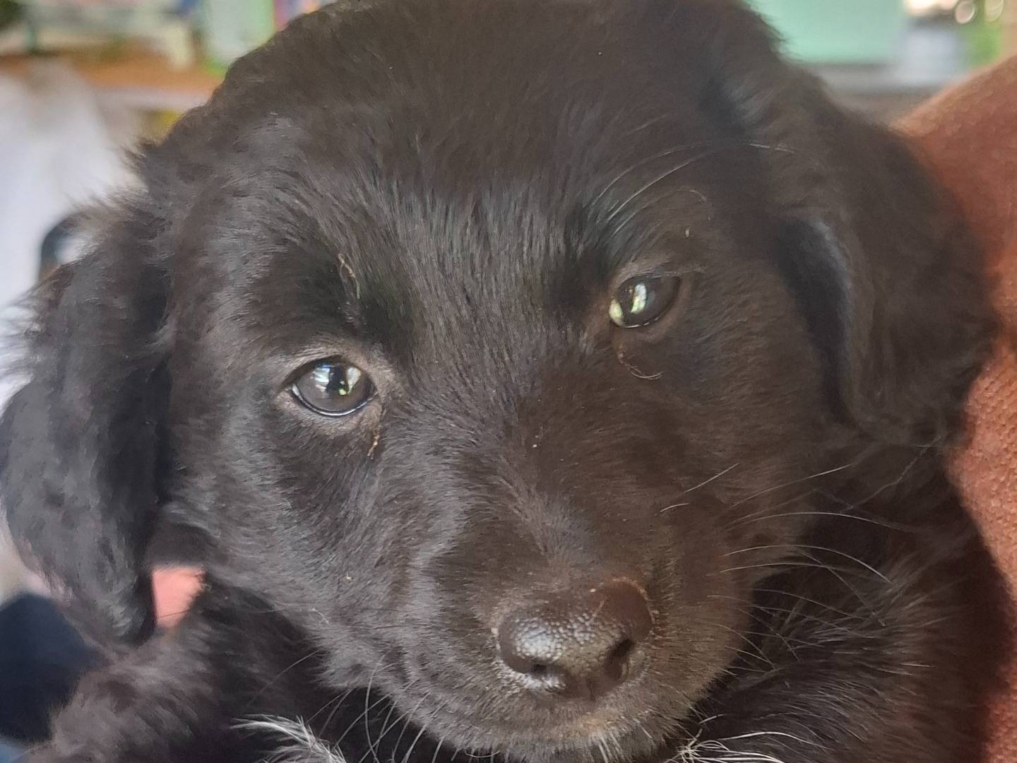 Adotta un cane, maschio, 2 mesi, Roma