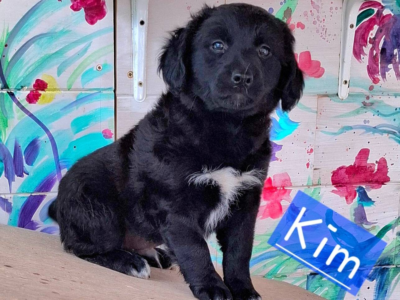 Adozione cane, maschio, Razza sconosciuta Razza sconosciuta, 2 mesi, taglia media contenuta, Roma