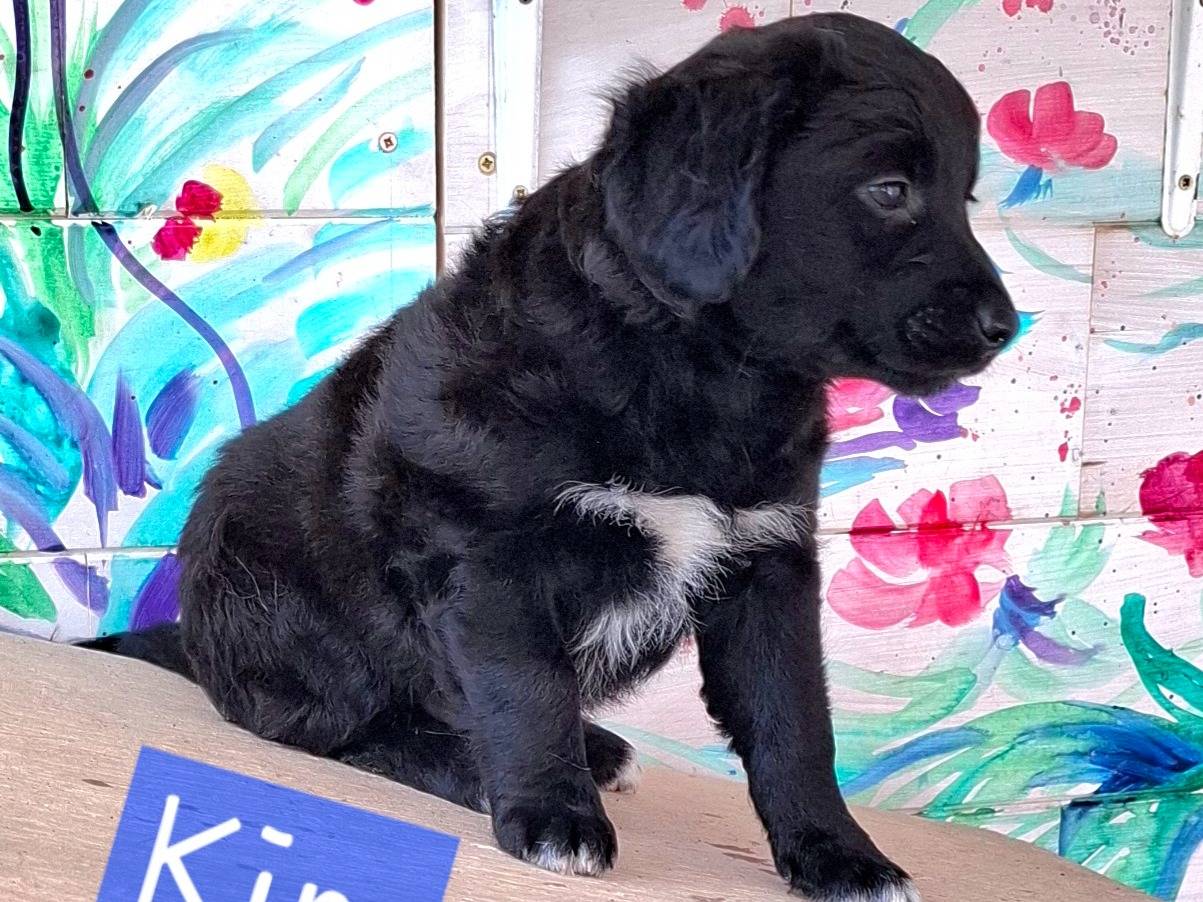Vuoi adottare un cane a Roma?