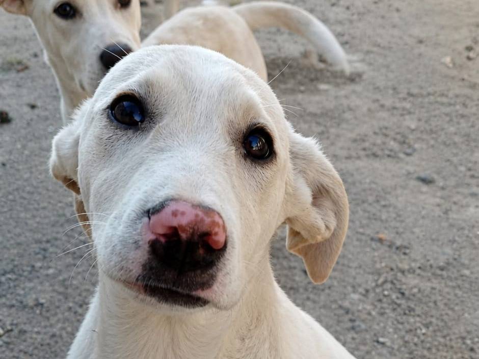 Adozione cane, femmina, Razza sconosciuta Razza sconosciuta, 5 mesi, taglia media contenuta, Parma