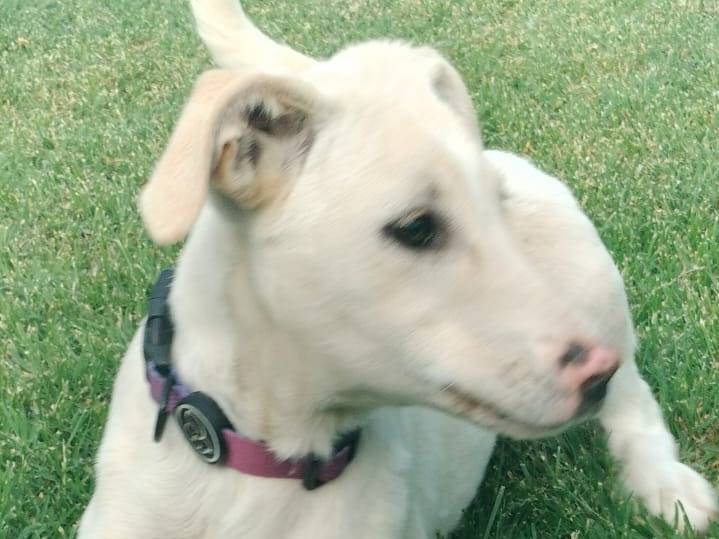 Adotta un cane, femmina, 5 mesi, Parma