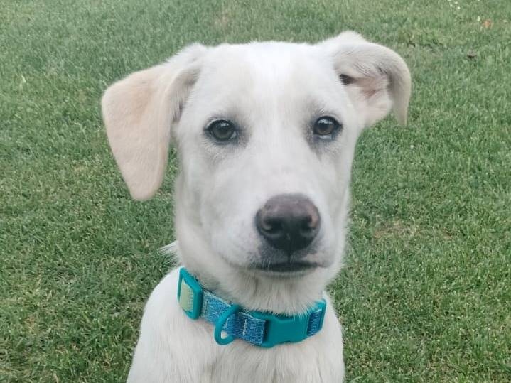 Adozione cane, maschio, Razza sconosciuta Razza sconosciuta, 5 mesi, taglia media contenuta, Parma