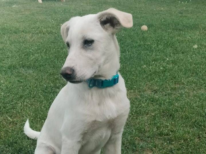 Adotta un cane, maschio, 5 mesi, Parma