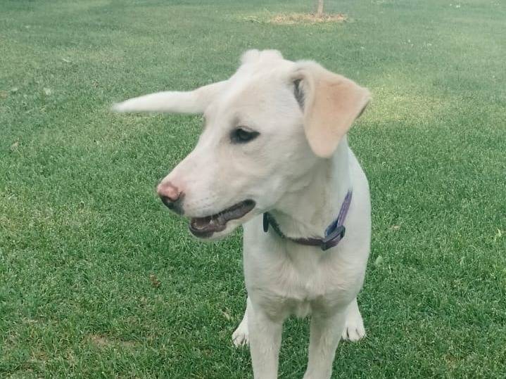 Adotta un cane, taglia media contenuta, maschio, Parma