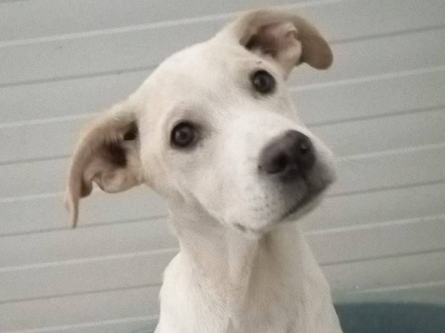 Adozione cane, maschio, Razza sconosciuta Razza sconosciuta, 5 mesi, taglia media contenuta, Crotone