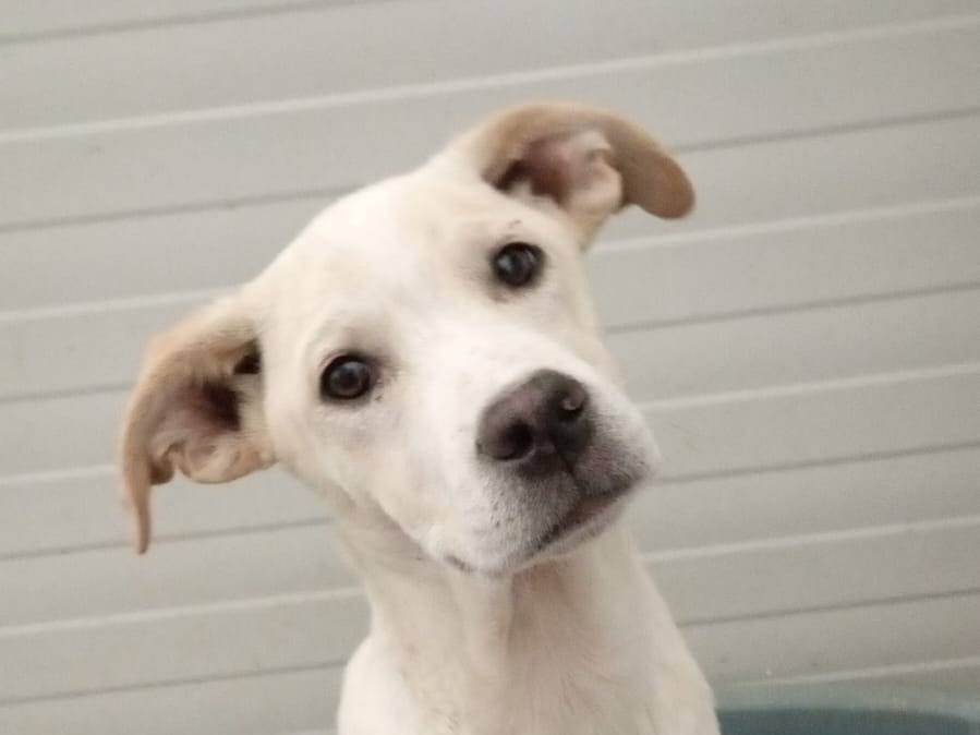 Adotta un cane, maschio, 5 mesi, Crotone