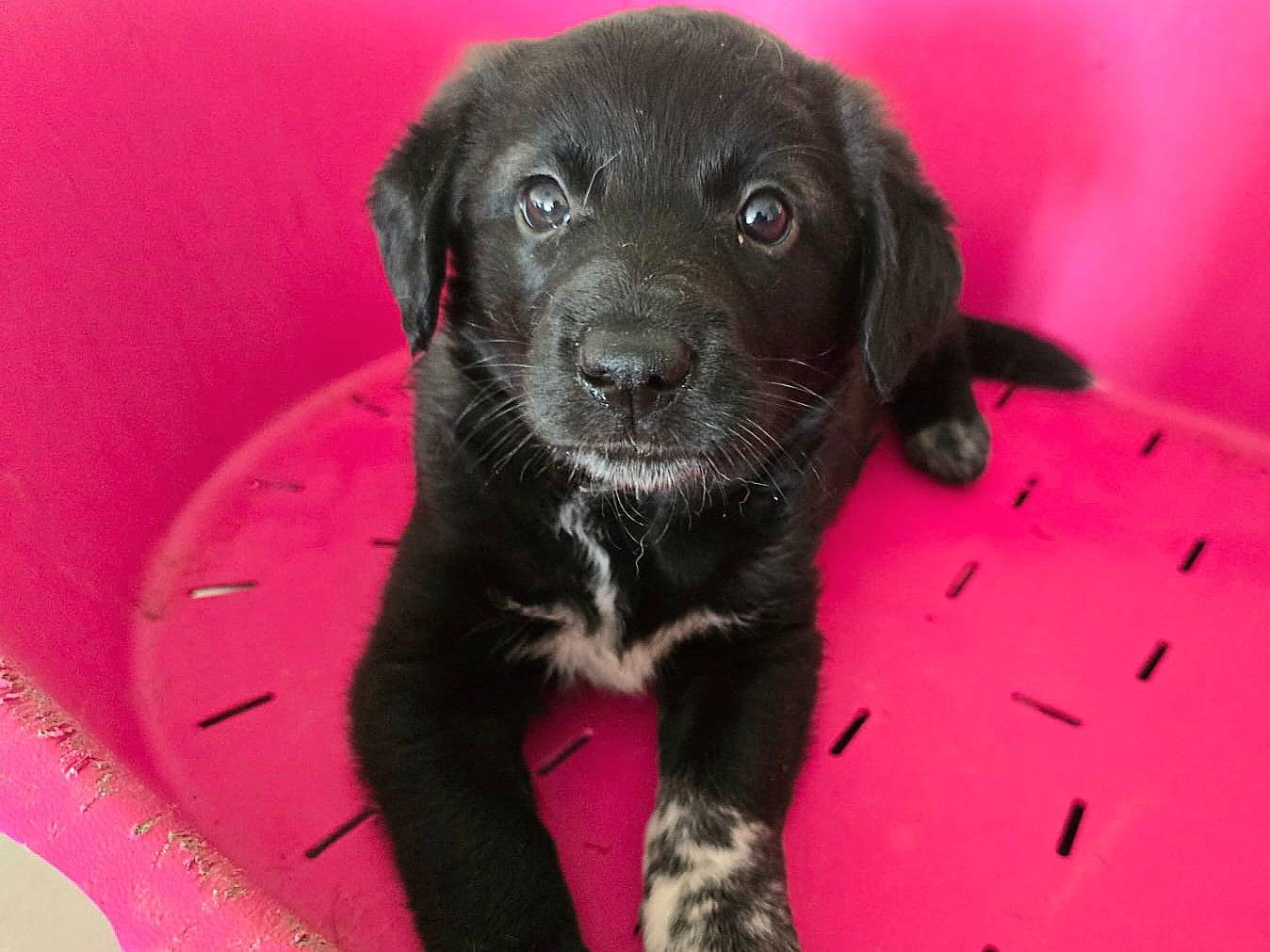 Adozione cane, femmina, Razza sconosciuta Razza sconosciuta, 2 mesi, taglia media, Teramo