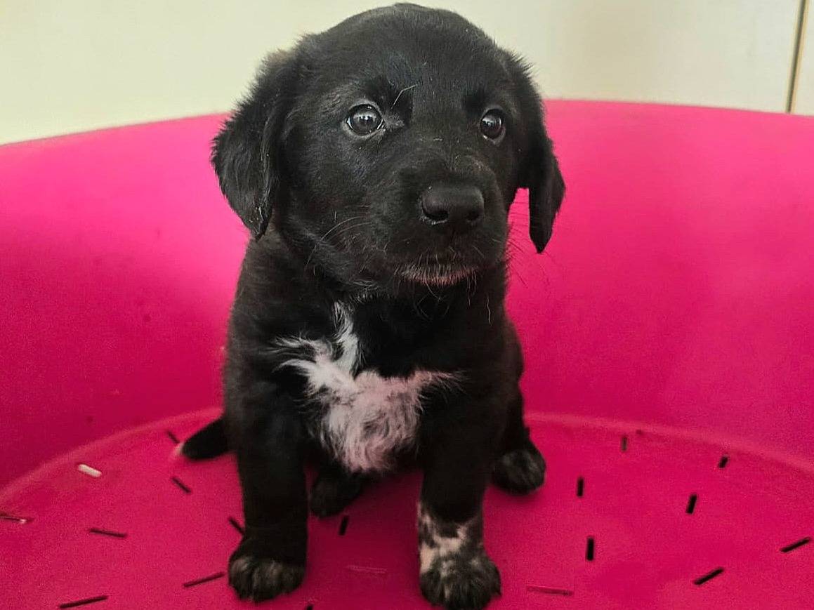 Adotta un cane, femmina, 2 mesi, Teramo