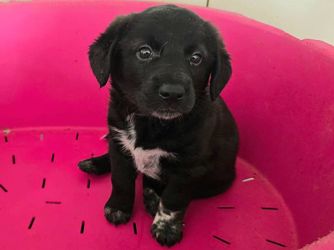 Adotta un cane, taglia media, femmina, Teramo