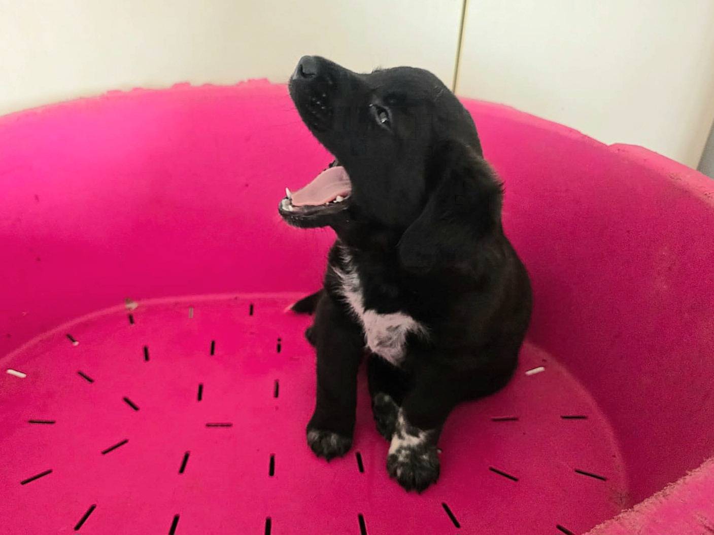 Vuoi adottare un cane a Teramo?