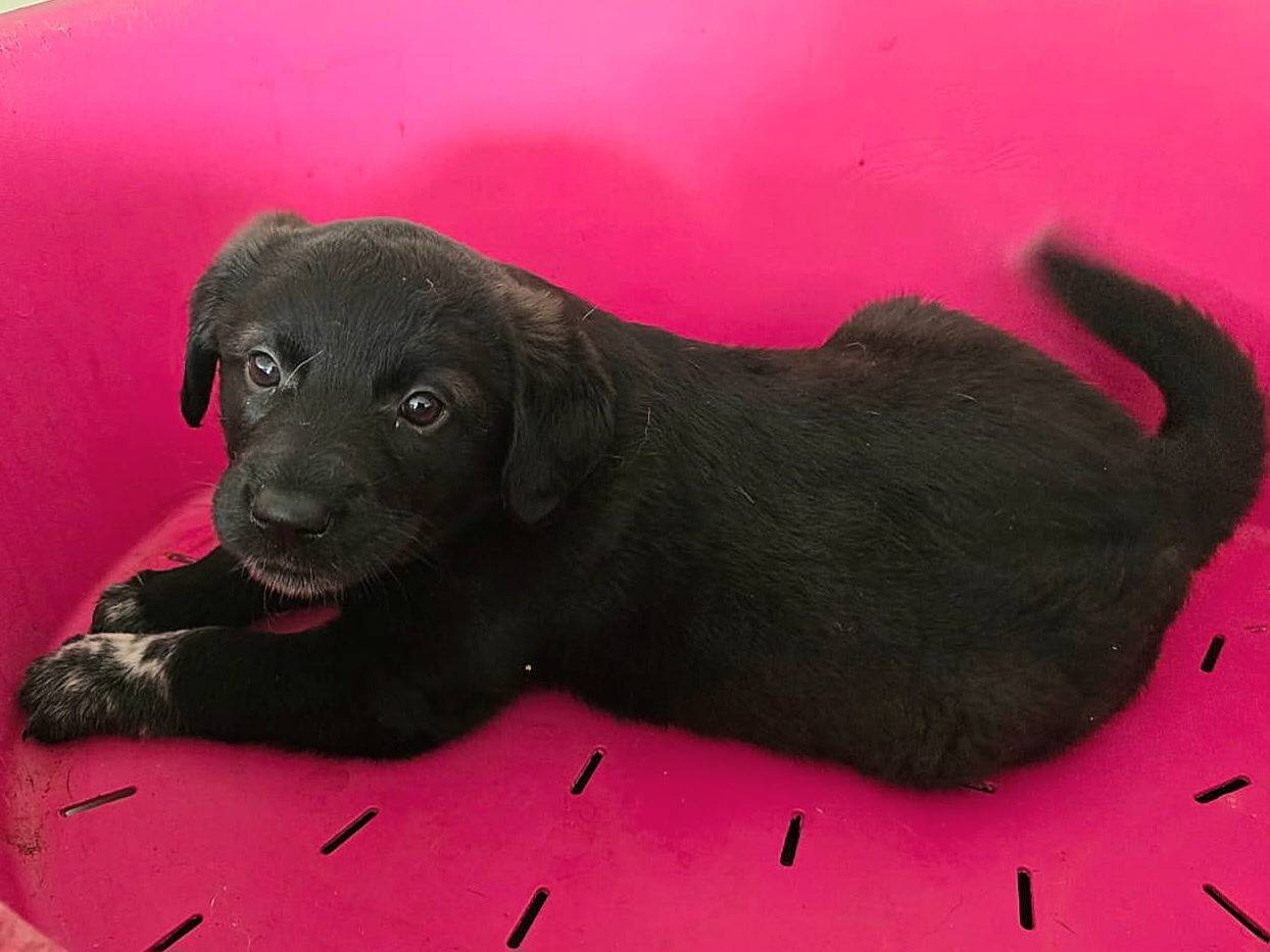 Adotta il cane Milla a Teramo