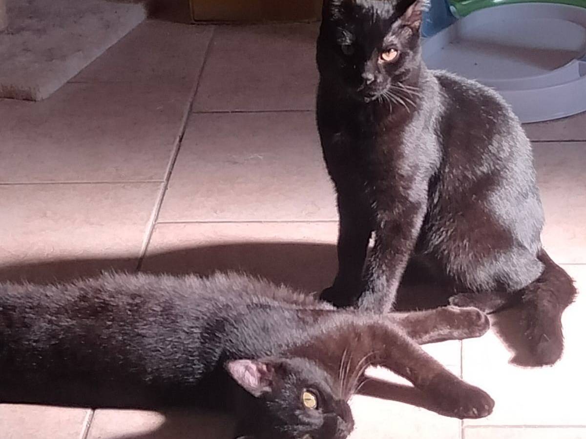 Adozione gatto, maschio, Razza sconosciuta Razza sconosciuta, 3 mesi, taglia non valida, Milano