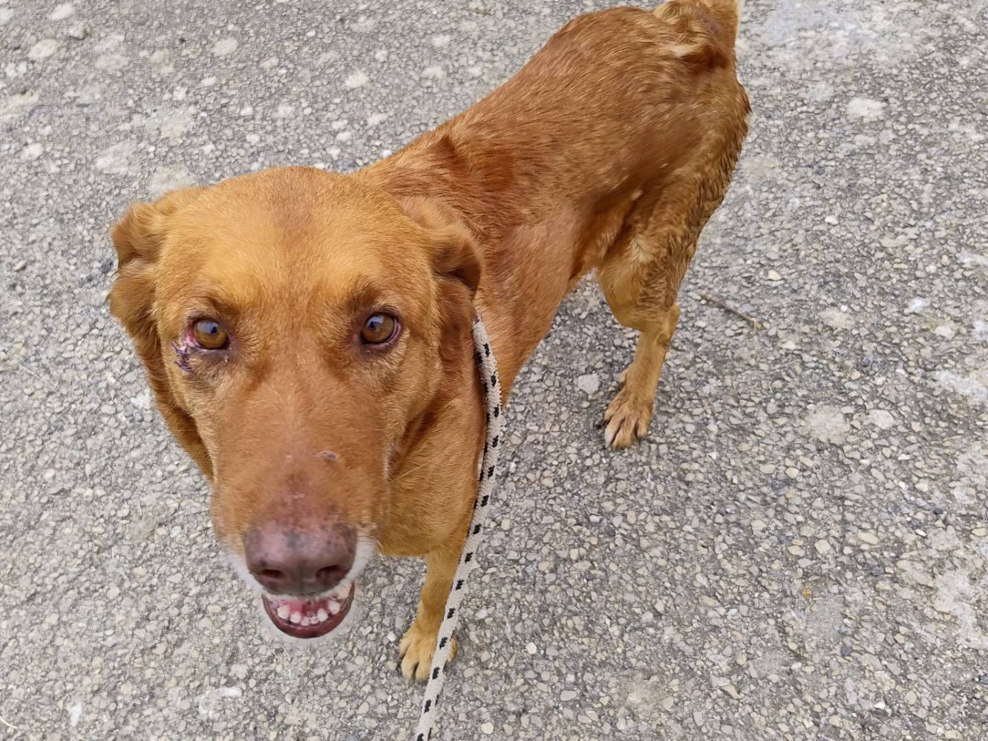 Adozione cane, maschio, Golden Retriever Razza sconosciuta, 2 anni e 4 mesi, taglia media, Trento