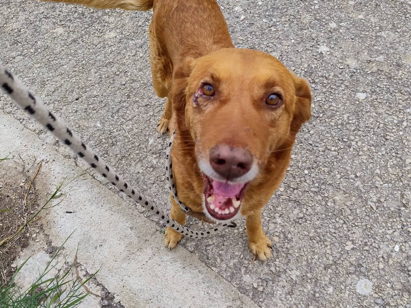 Adotta un cane, maschio, 2 anni e 4 mesi, Trento