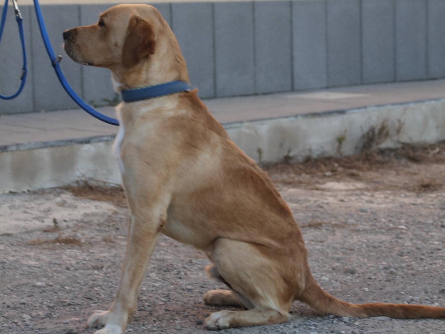 Vuoi adottare un cane a Trapani?