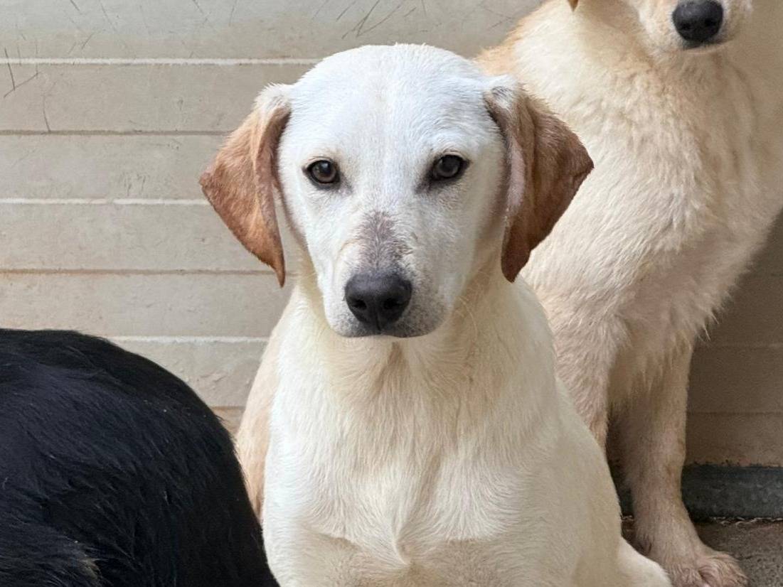 Adozione cane, maschio, Razza sconosciuta Razza sconosciuta, 5 mesi, taglia media, Cosenza