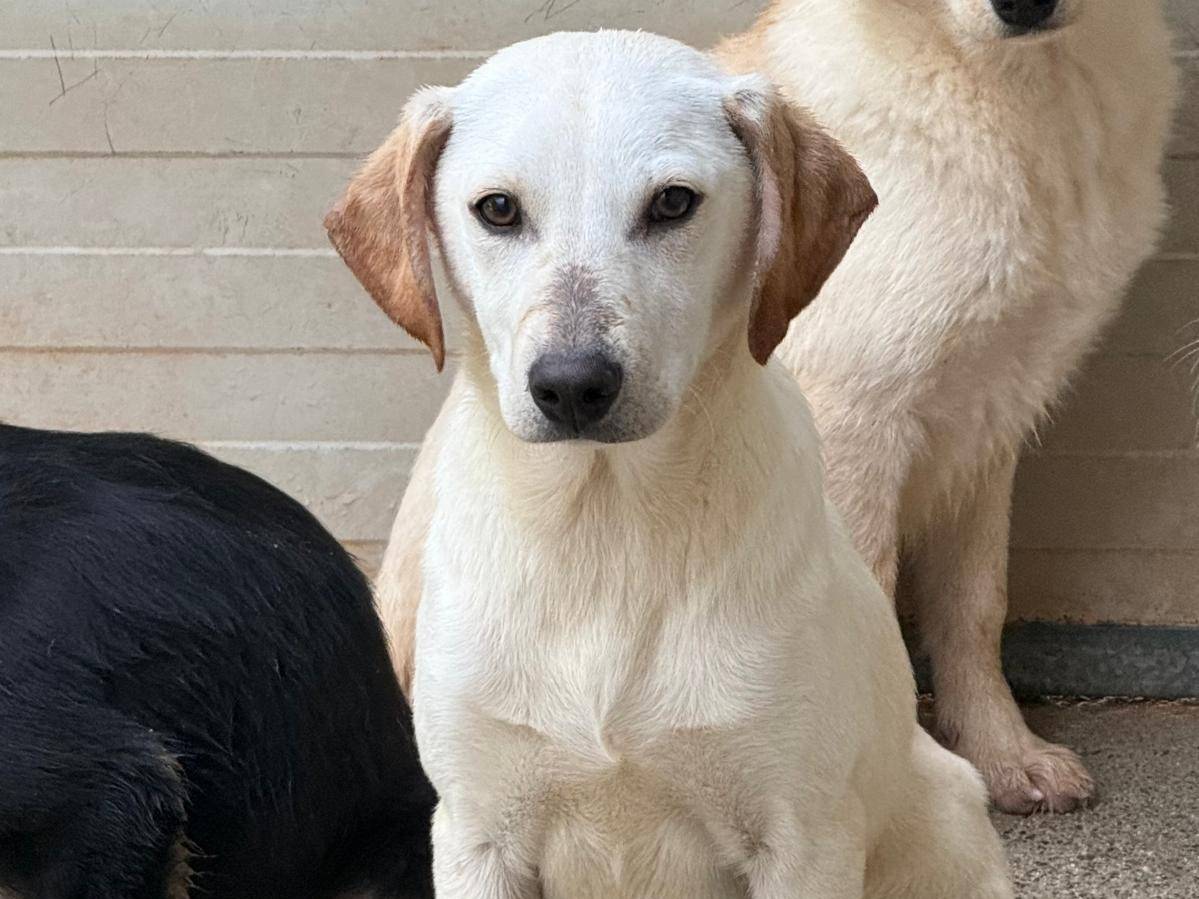 Adotta un cane, maschio, 5 mesi, Cosenza