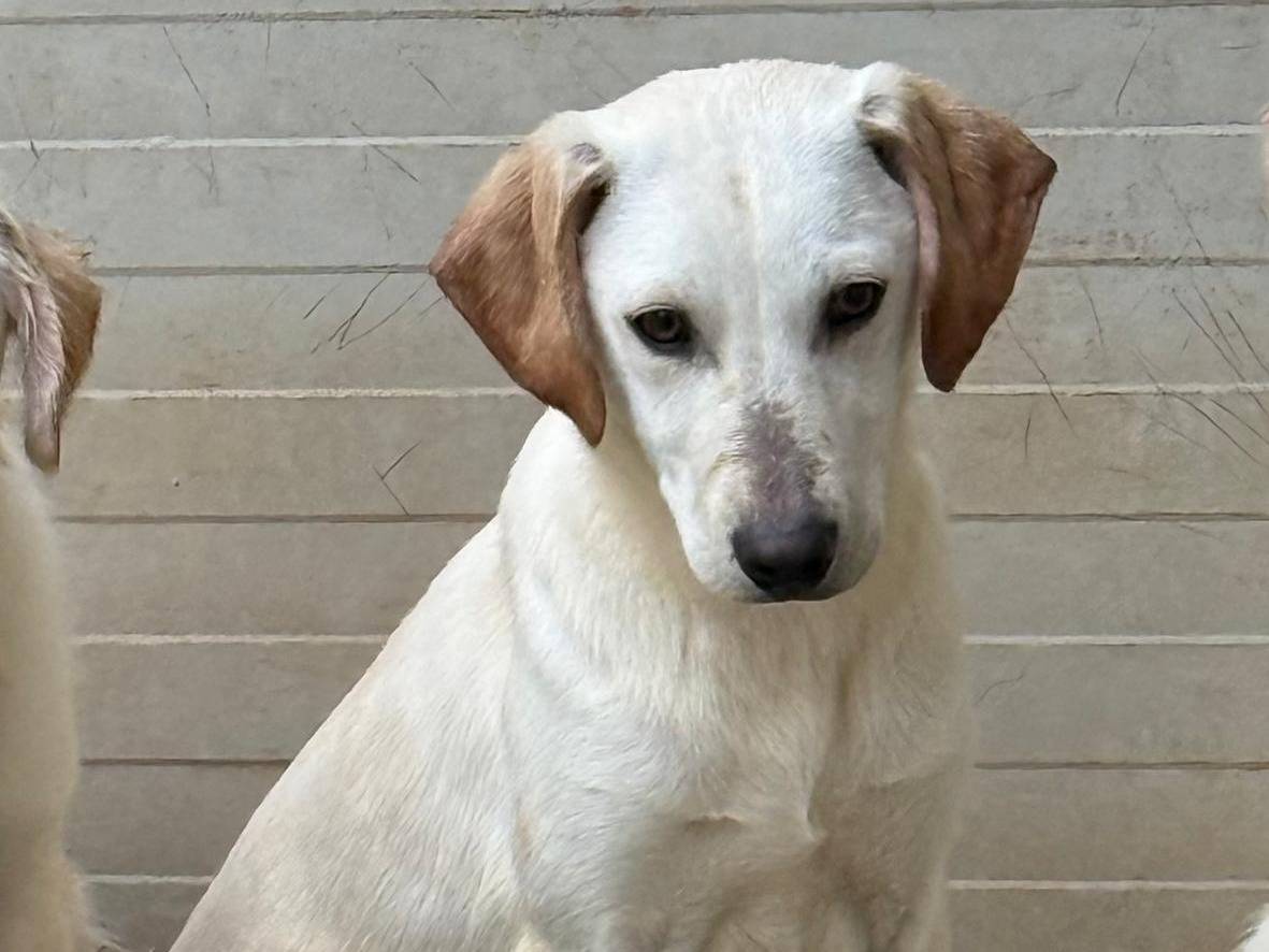 Adotta un cane, taglia media, maschio, Cosenza
