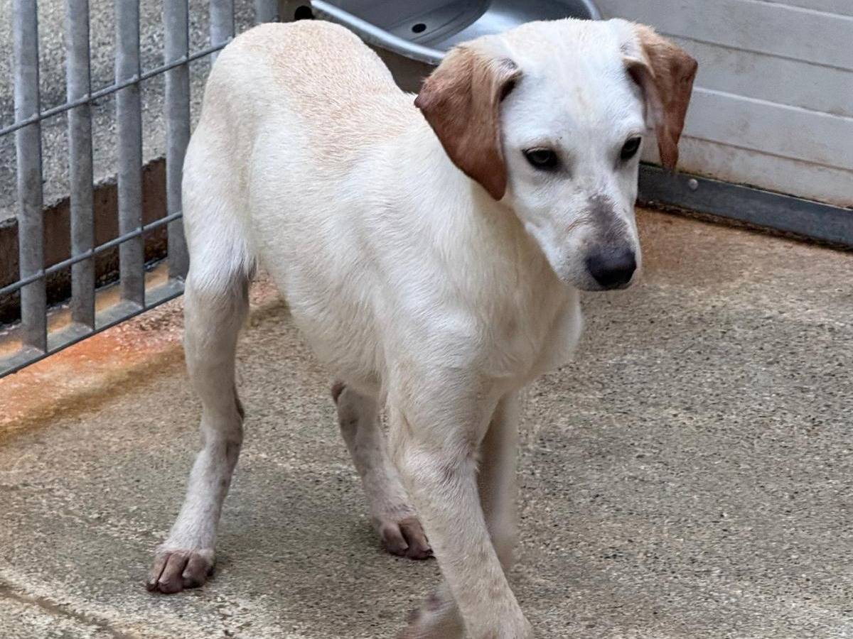 Vuoi adottare un cane a Cosenza?