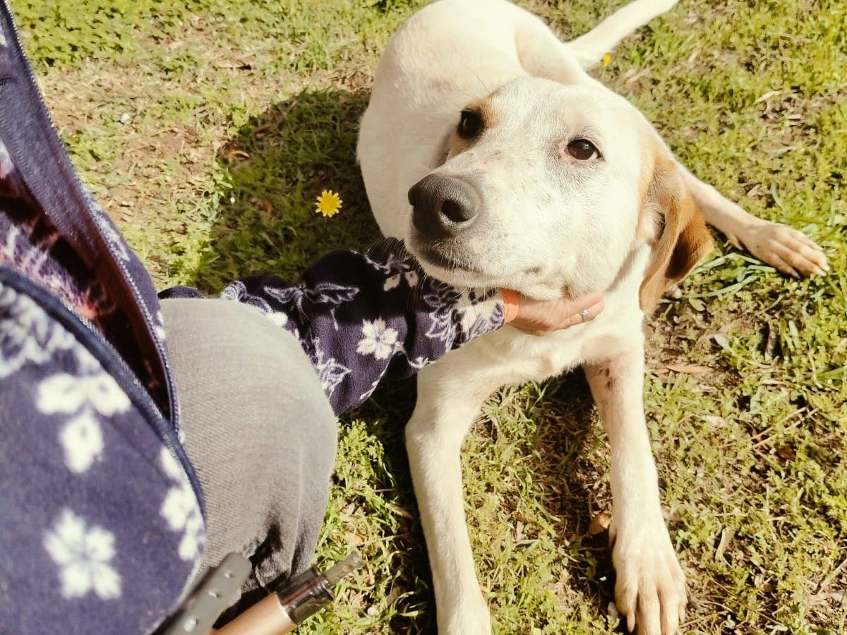 Adozione cane, femmina, Razza sconosciuta Razza sconosciuta, 3 anni e 4 mesi, taglia media, Vibo