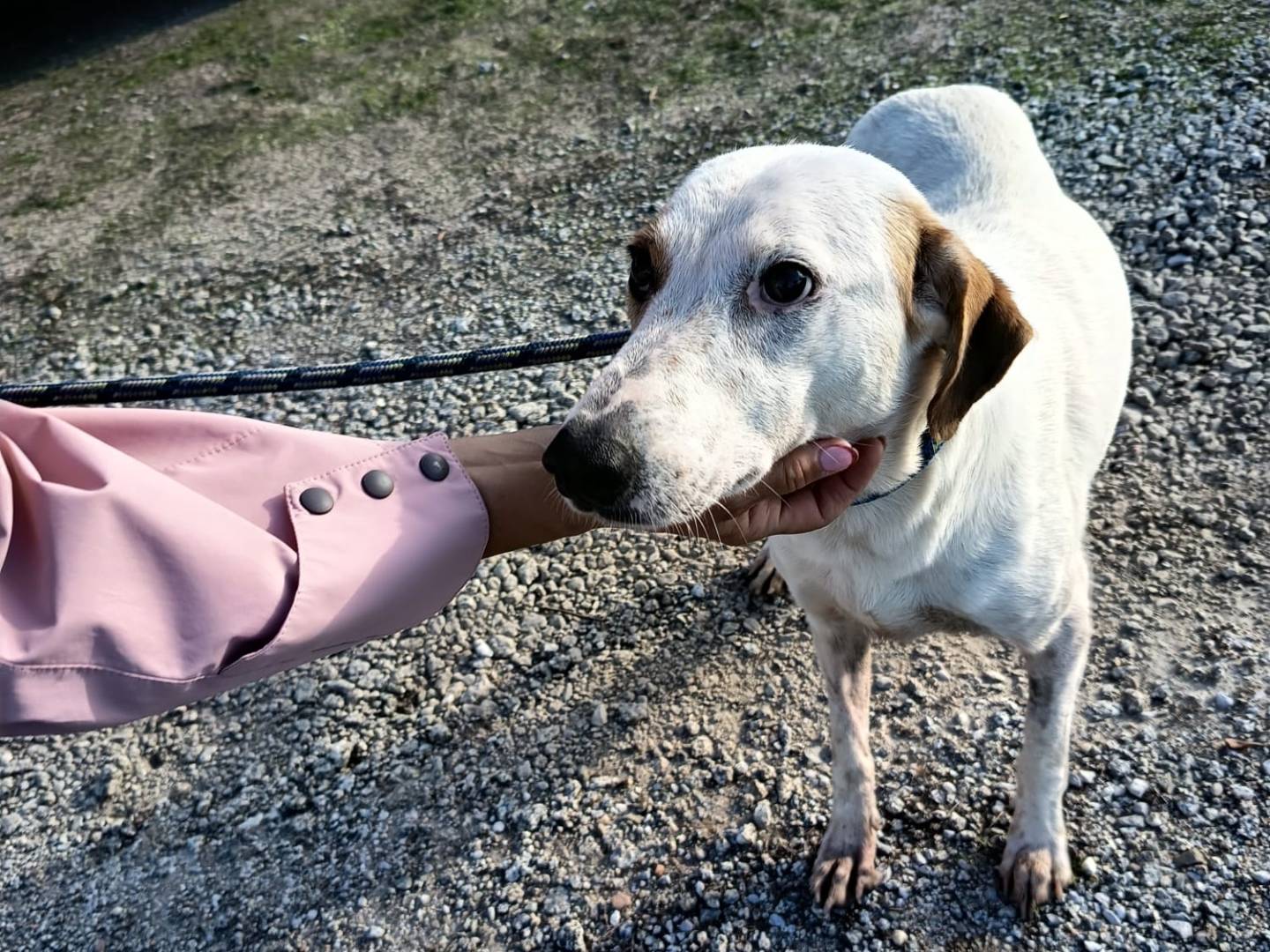 Adotta un cane, femmina, 3 anni e 4 mesi, Vibo